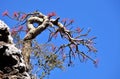 Frankincense tree in blossom Royalty Free Stock Photo